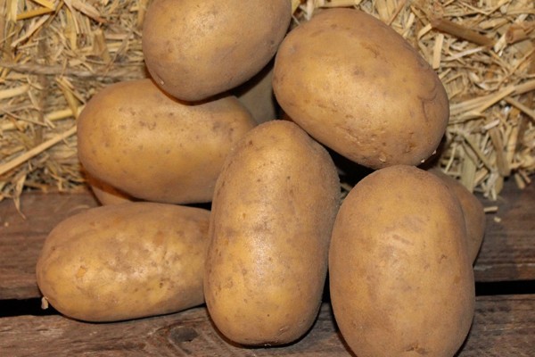 Kartoffeln Belana