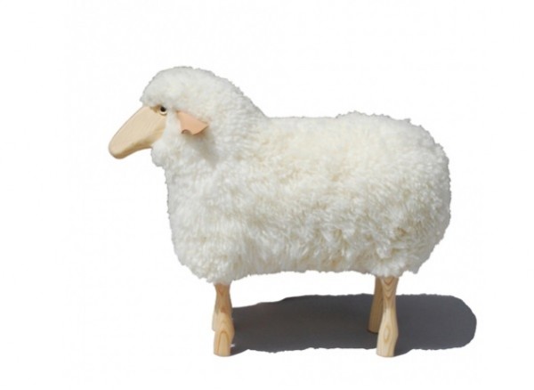 Schaf, klein, weißes Fell, Kiefer
